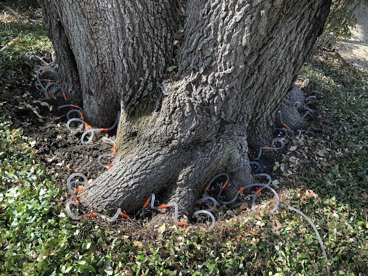 Detailed Shrub and Hedge Trimming job site in Saxis