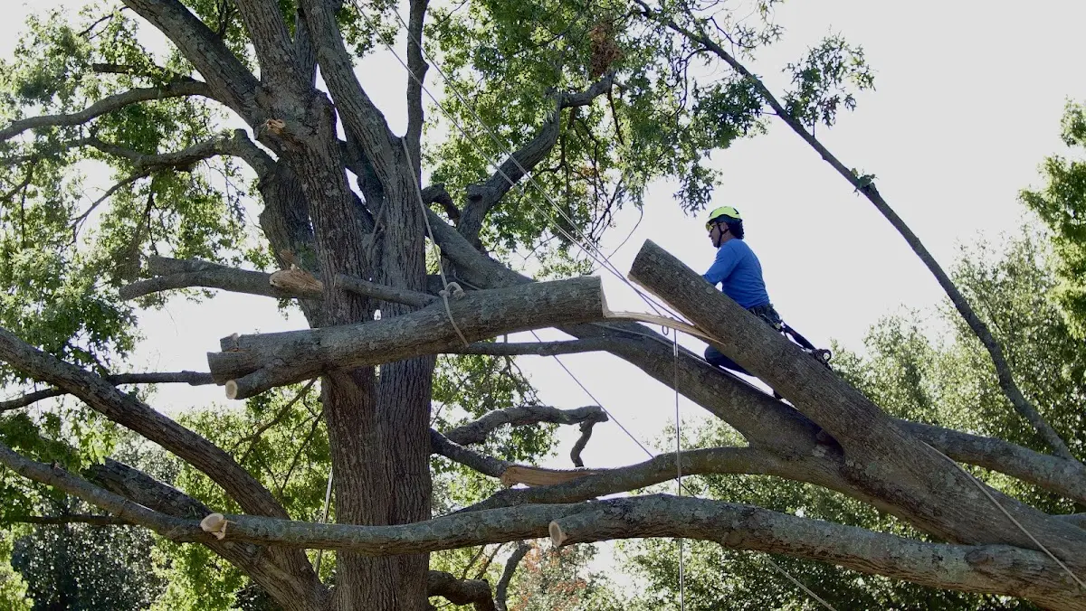 Professional Crown Thinning performed by certified arborists in Saxis