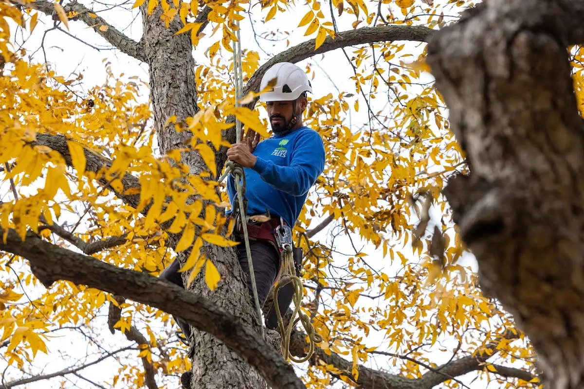 Skilled Tree Transplanting crew working in Saxis